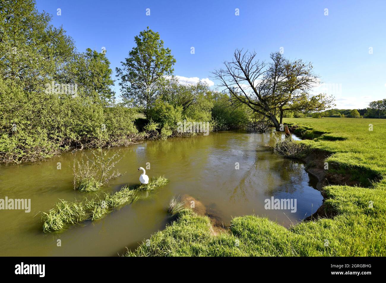 France, territoire de Belfort, vallée de la Bourbeuse, Mute Swan (Cygnus olor) Banque D'Images