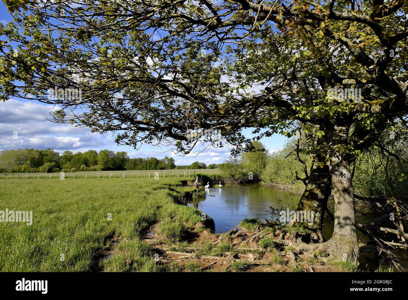 France, territoire de Belfort, vallée de la Bourbeuse, Mute Swan (Cygnus olor) Banque D'Images