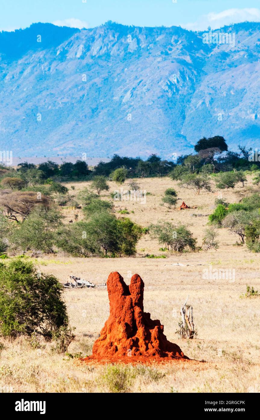 Kenya, Taita Hills Wildlife Sanctuary, Termite Mound Banque D'Images
