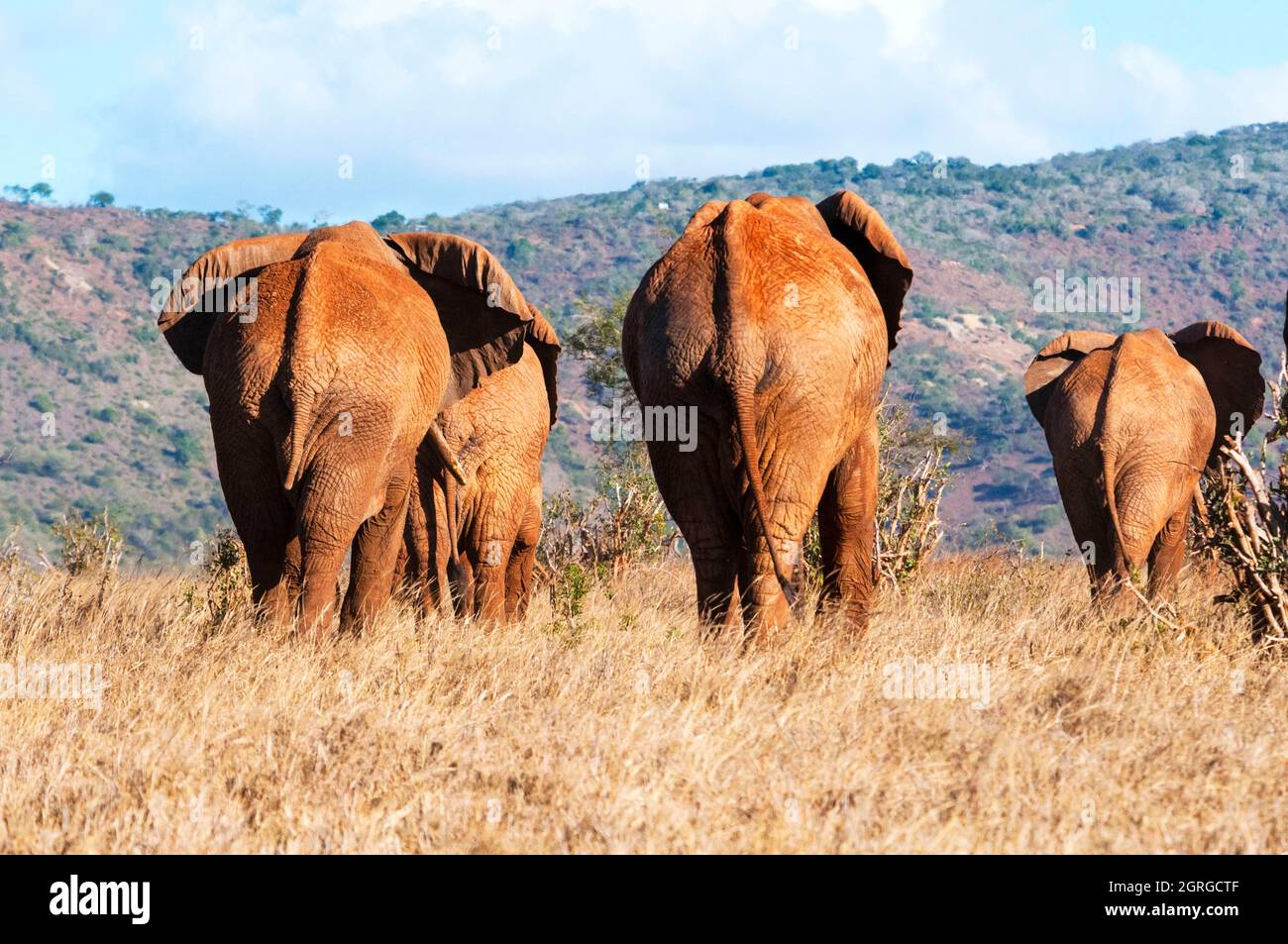 Kenya, Taita Hills Wildlife Sanctuary, Herd of Elephants (Loxodonta africana) Banque D'Images
