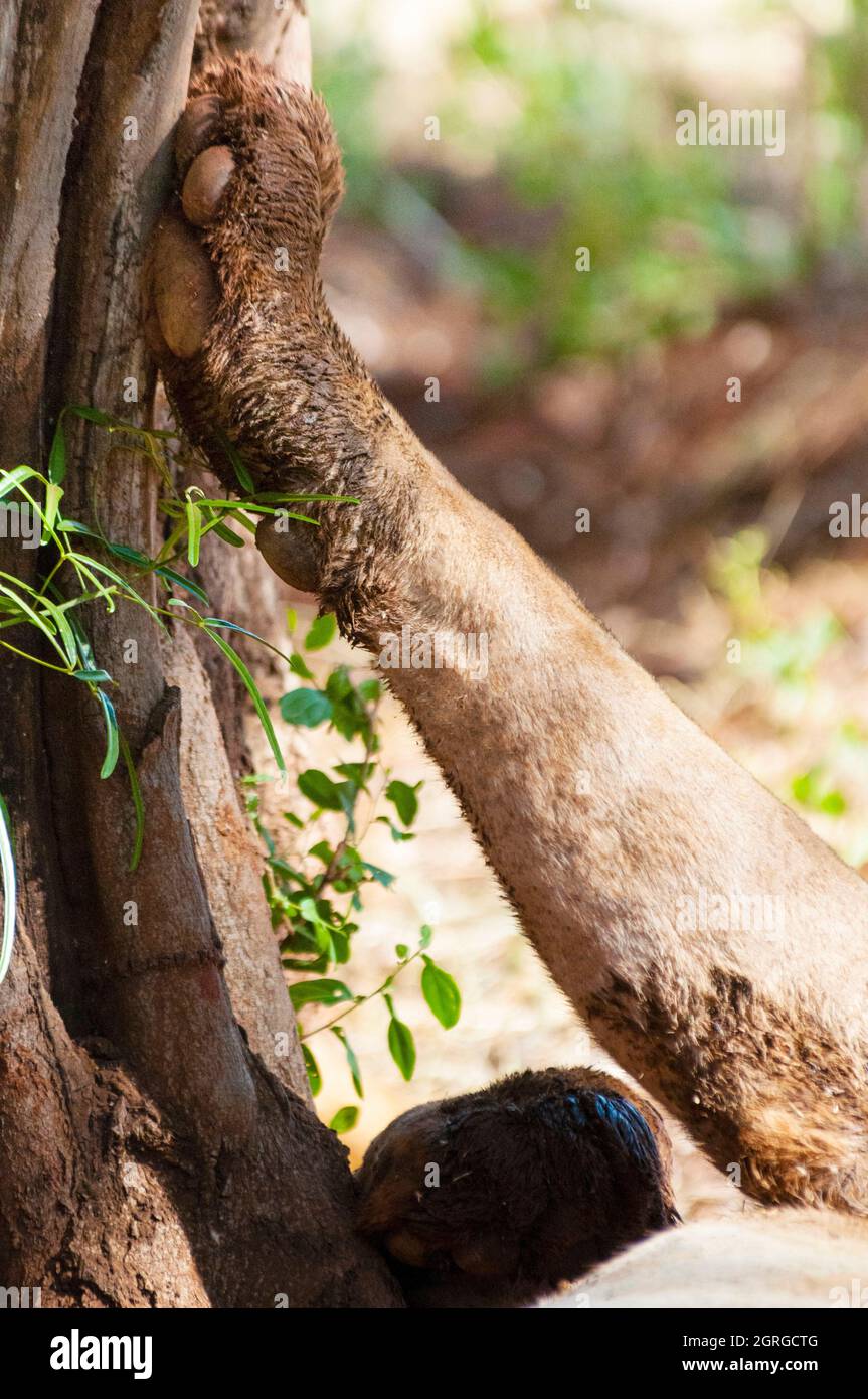 Kenya, parc national de Tsavo West, patte avant de lion (Panthera leo) Banque D'Images
