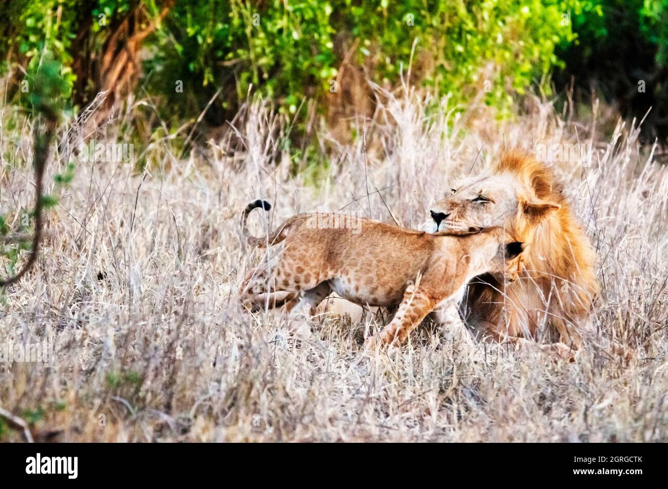 Kenya, parc national de Tsavo West, un lion mâle (Panthera leo) dans la brousse et son cub Banque D'Images