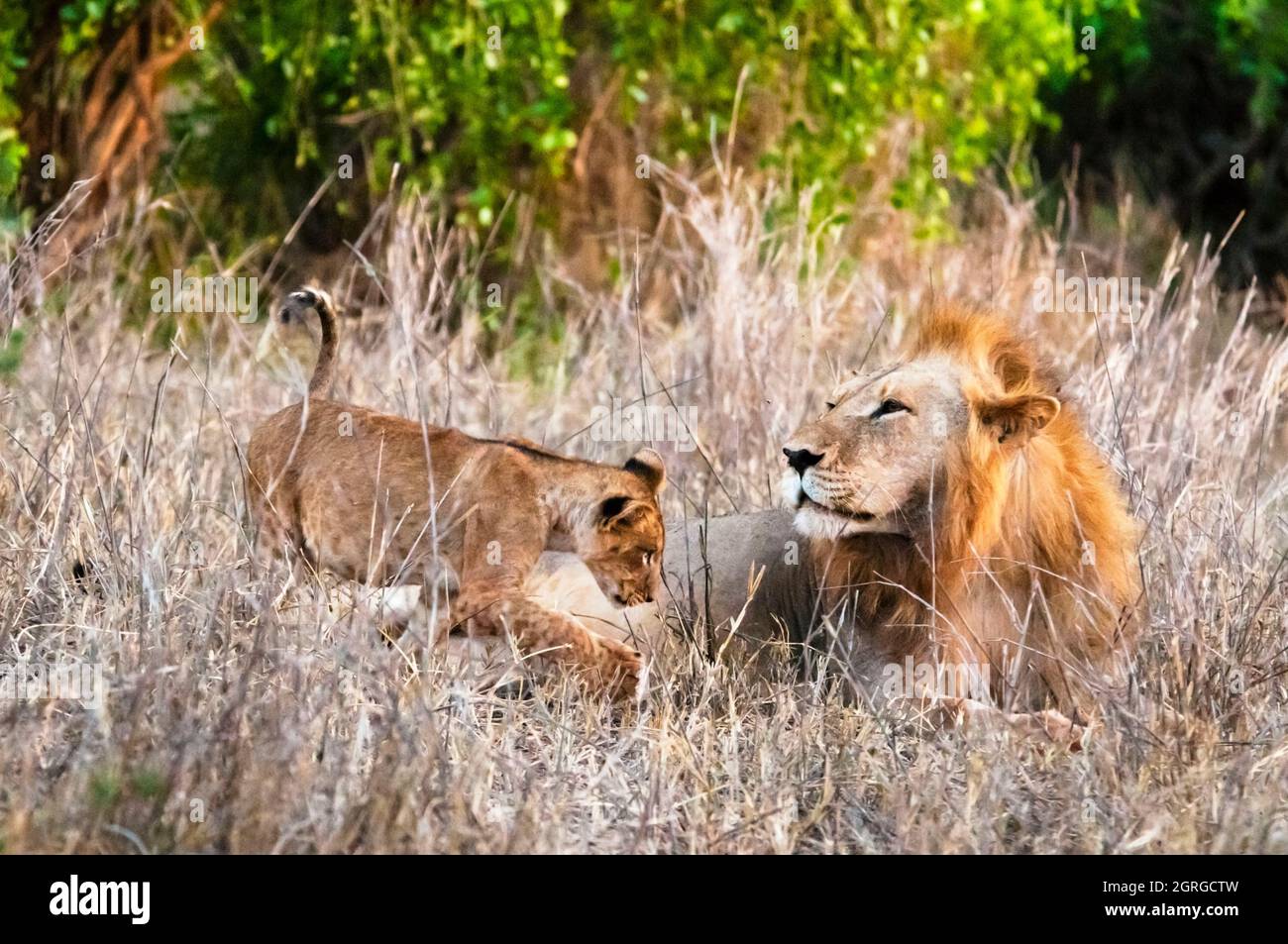 Kenya, parc national de Tsavo West, un lion mâle (Panthera leo) dans la brousse et son cub Banque D'Images
