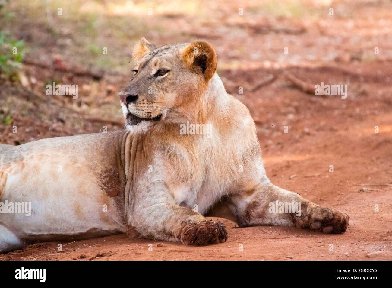 Kenya, parc national de Tsavo West, lion (Panthera leo) Banque D'Images