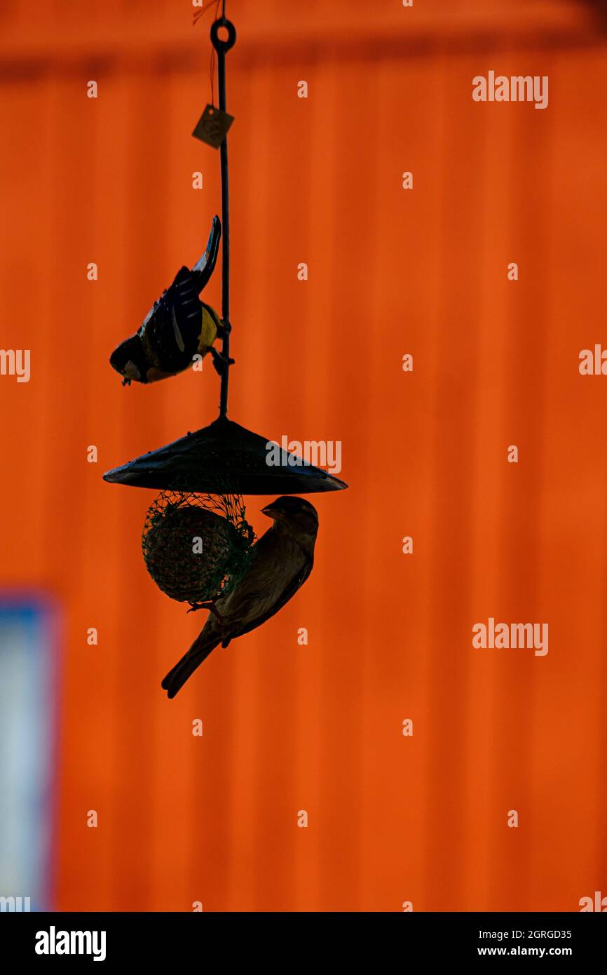 France, Charente-Maritime, île d'Oléron, le Château d'Oléron, mangeur d'oiseaux Banque D'Images