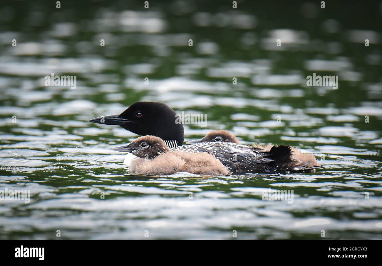 Gros plan d'un oiseau de huard commun et des bébés nageant sur un lac. Banque D'Images