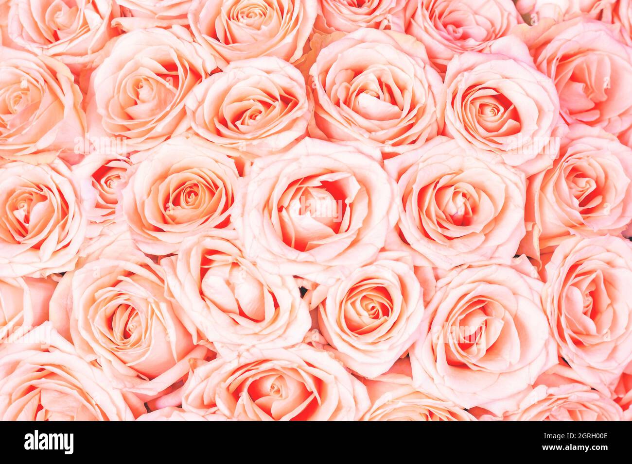 Rose pastel et jaune thé roses fond naturel. Motif de fleurs de couleur corail vif. Banque D'Images
