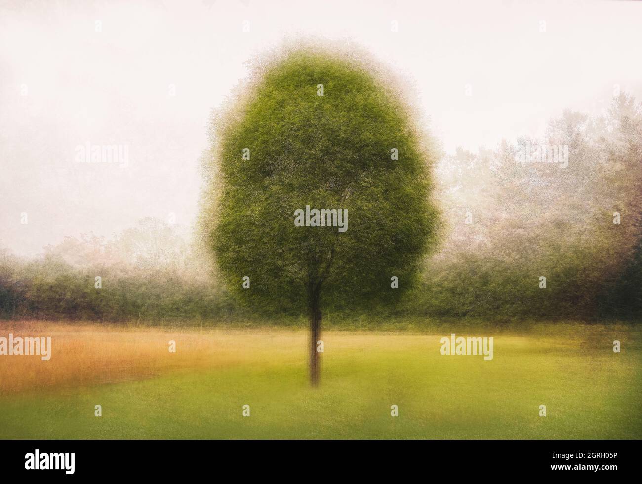 Image artistique d'un seul arbre dans le champ à l'aide de la technique PEP Ventosa. Banque D'Images