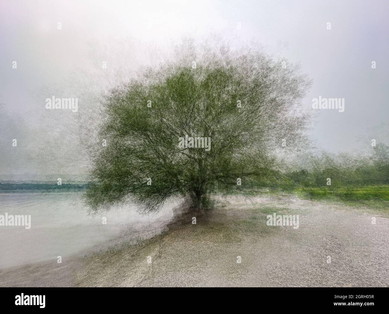 Image artistique d'un arbre isolé sur le rivage en utilisant la technique PEP Ventosa. Banque D'Images