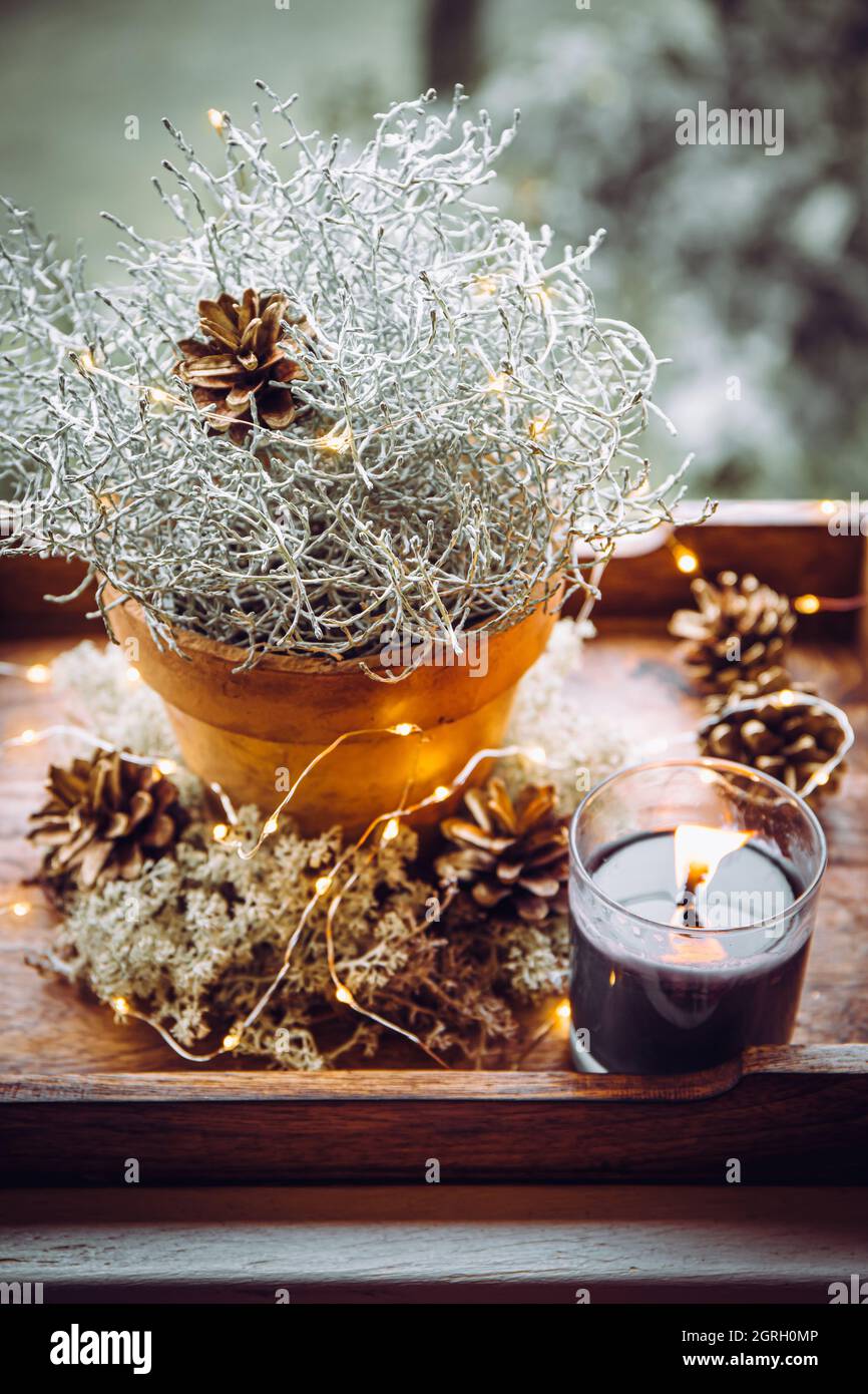 Décoration de couleur argent coussinet, Calocephalus brownii ou Leucophyta  comme élément de décoration de Noël d'hiver, décoré avec des cônes de pin  Photo Stock - Alamy