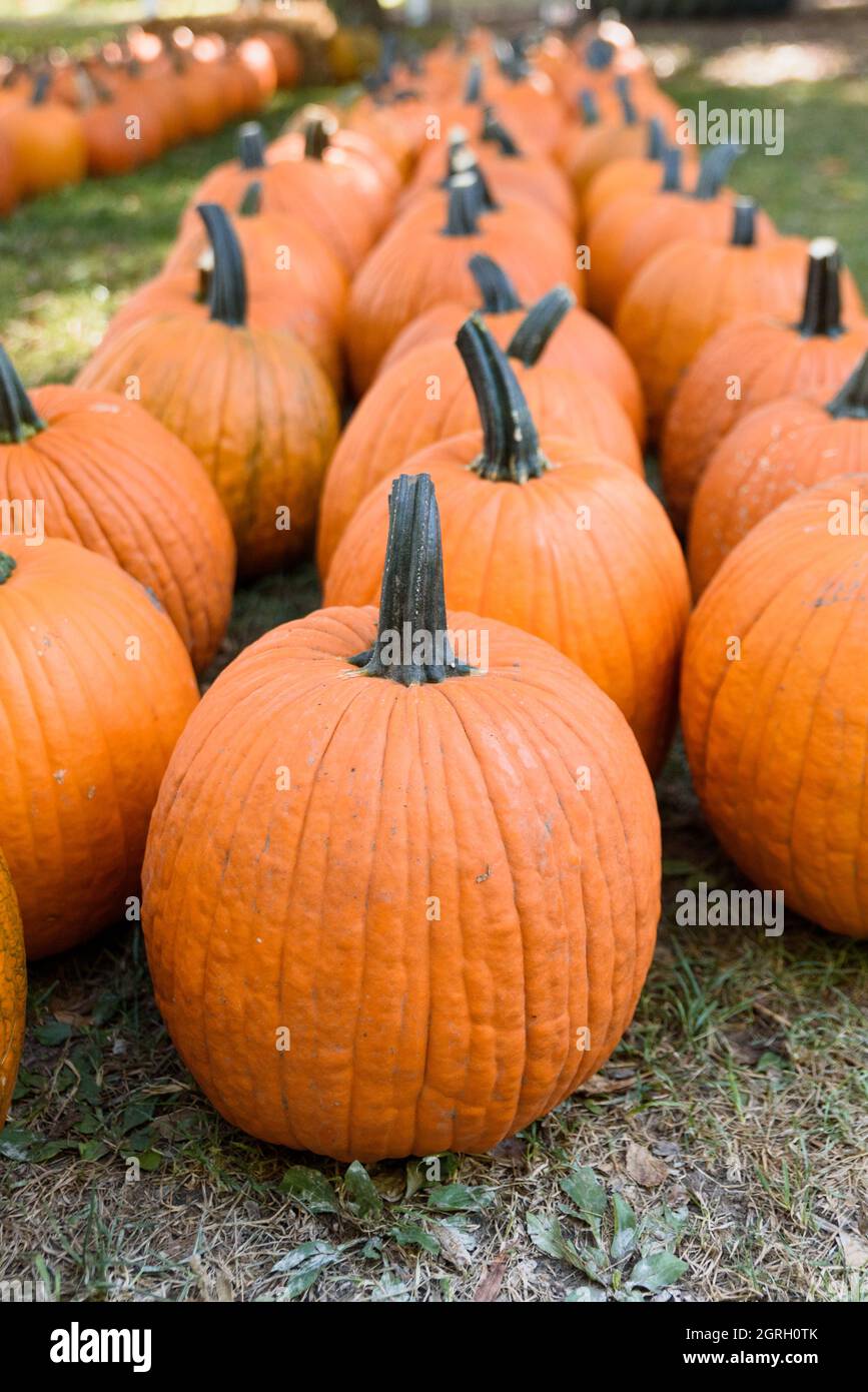 Trois rangées de citrouilles orange classiques à la citrouille en automne. Banque D'Images