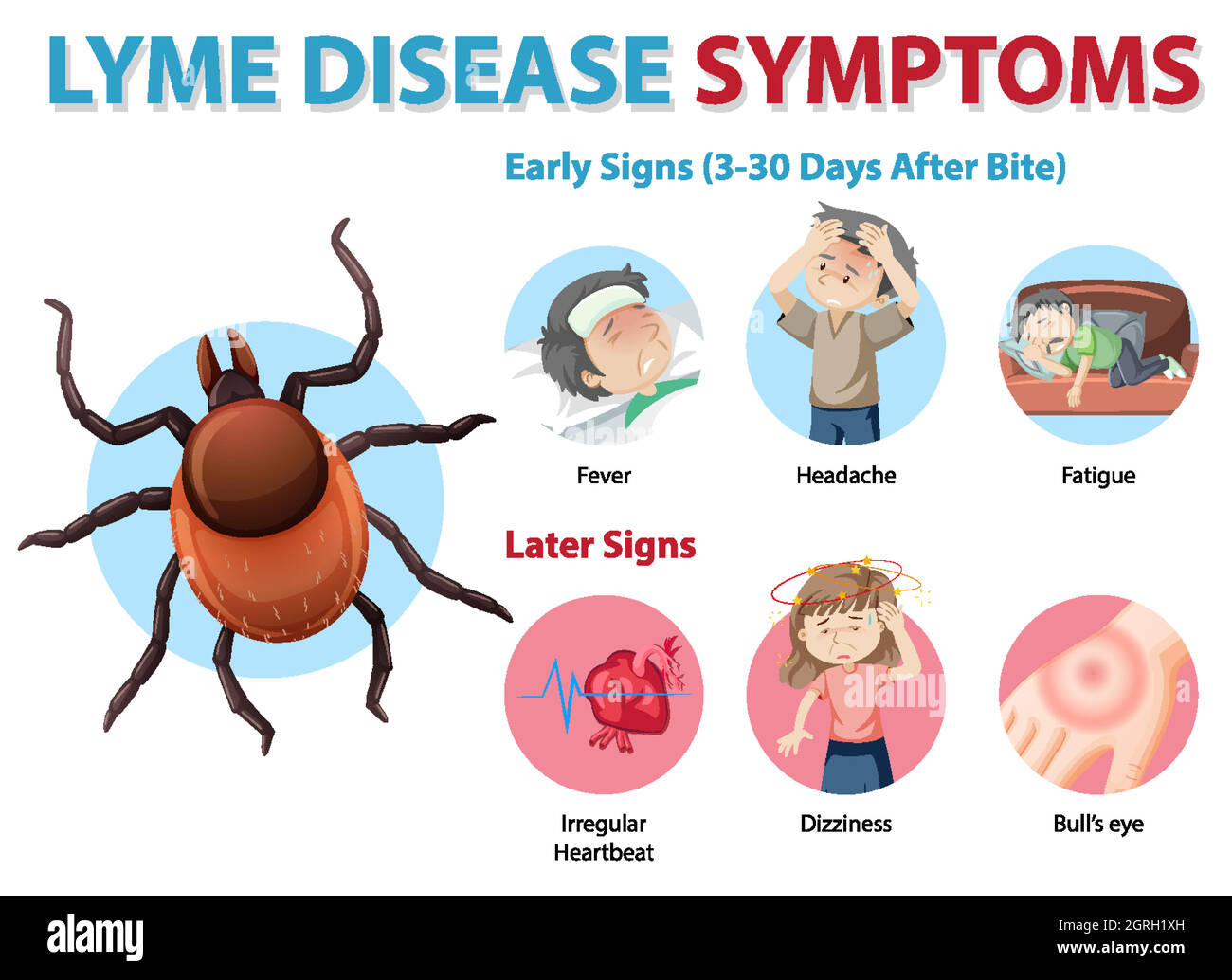 Infographie sur les symptômes de la maladie de Lyme Illustration de Vecteur