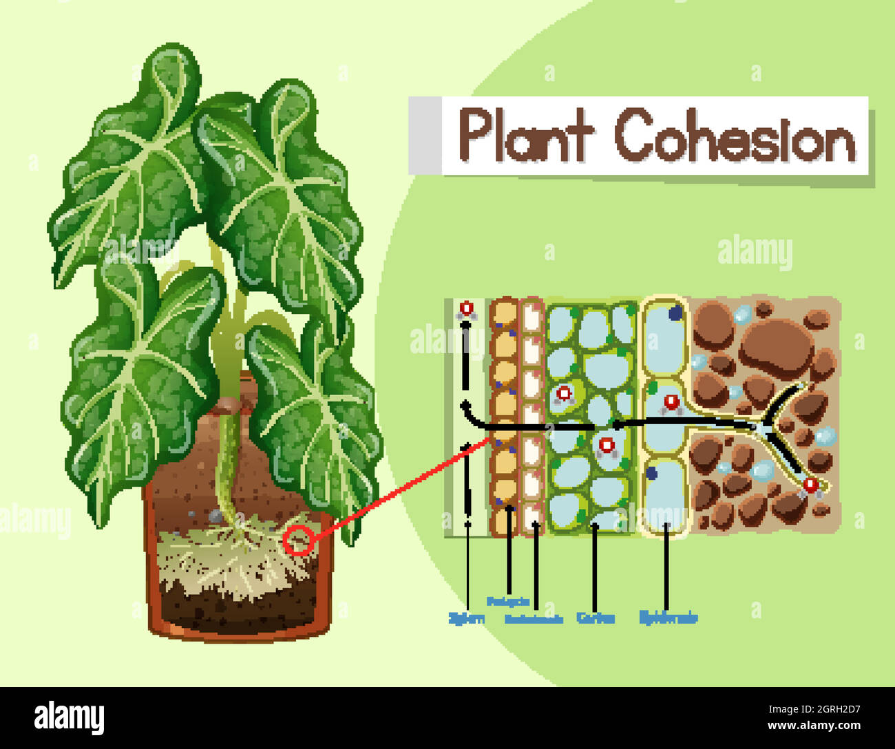 Schéma de la cohésion des plantes Illustration de Vecteur