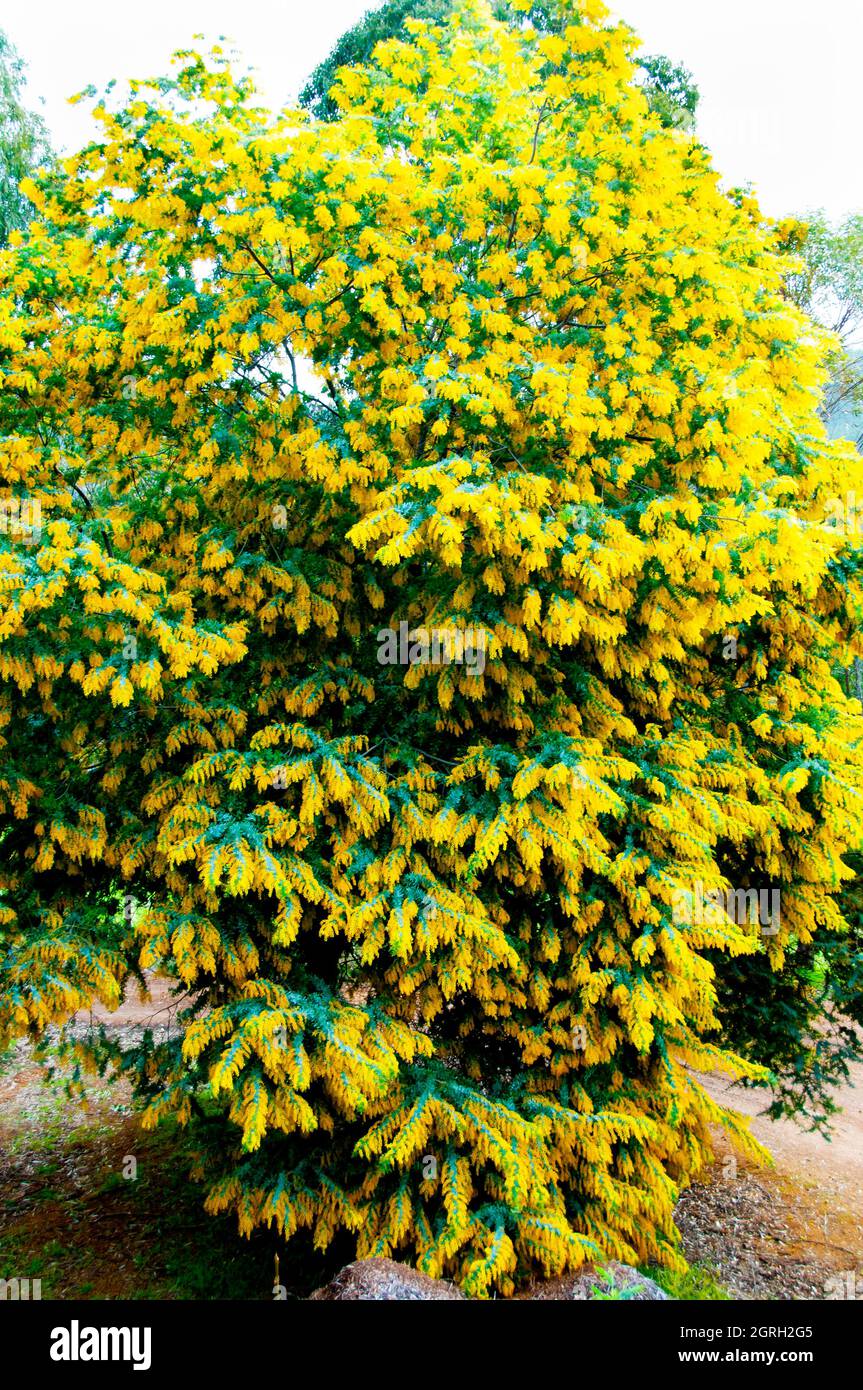 Acacia dealbata Floraison Plant - Australie Banque D'Images