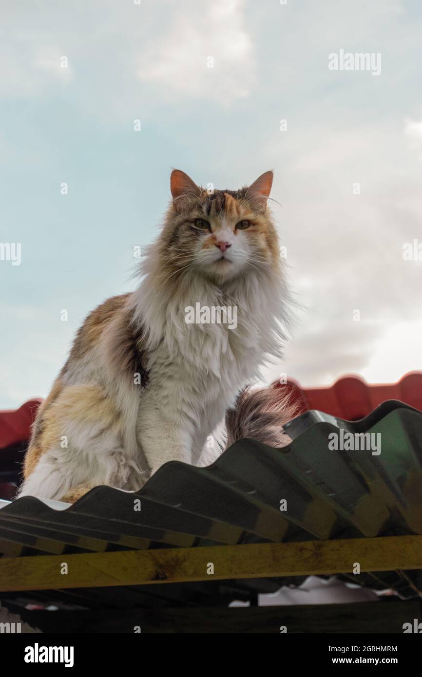 adorable chat avec beaucoup de fourrure et trois couleurs, assis sur un toit reposant, animal domestique félin Banque D'Images