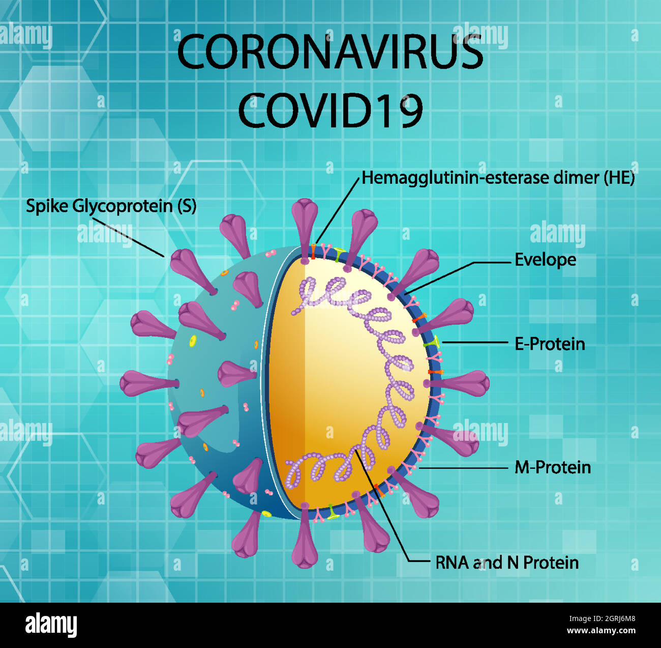 Schéma de la structure des particules du virus Corona Illustration de Vecteur