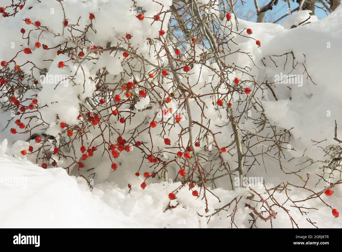 Plante spontanée de rosehip des montagnes Majella, Abruzzes, Italie Banque D'Images