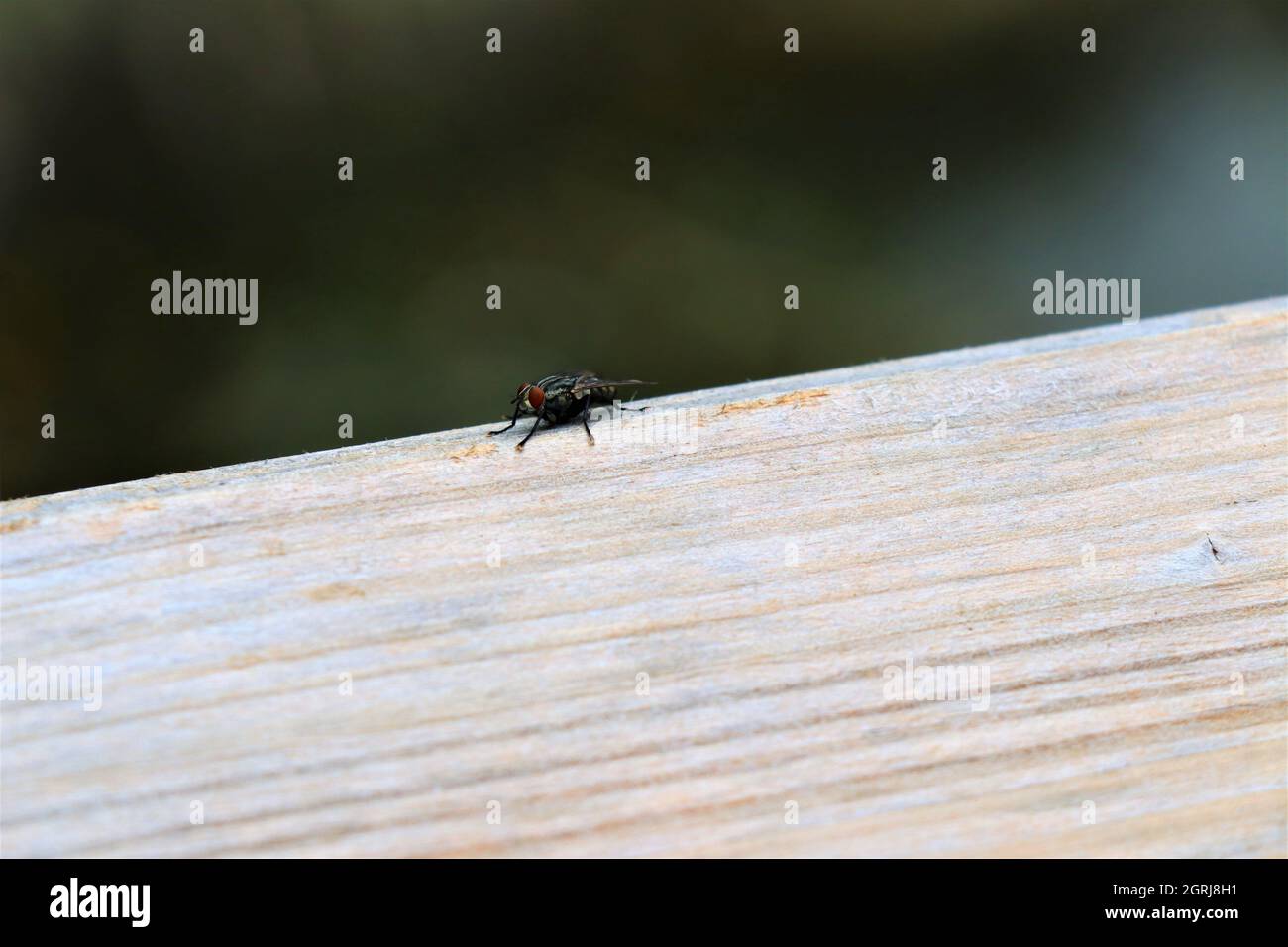 volez sur un banc Banque D'Images