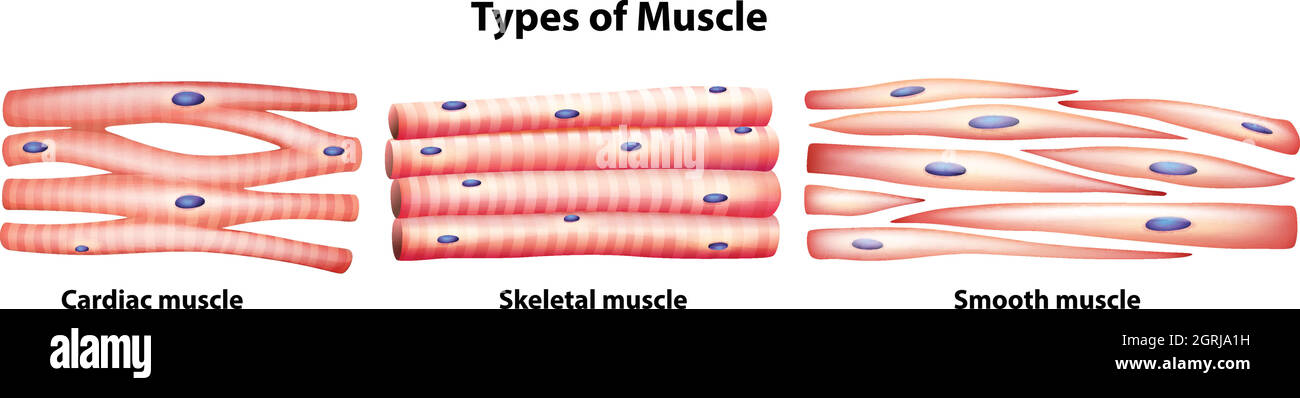 Types de muscles Illustration de Vecteur