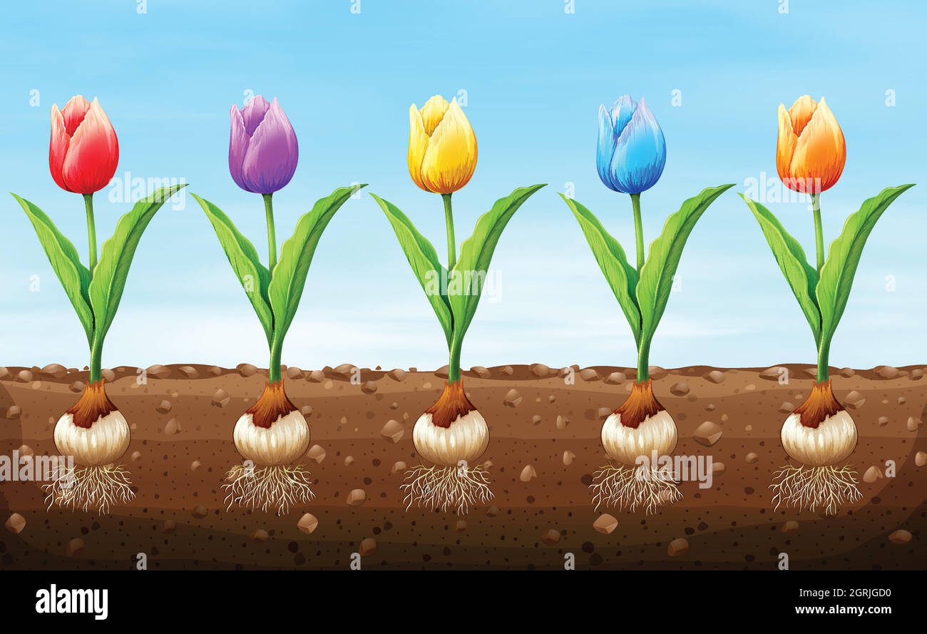 Tulipe de couleur différente sur le sol Illustration de Vecteur