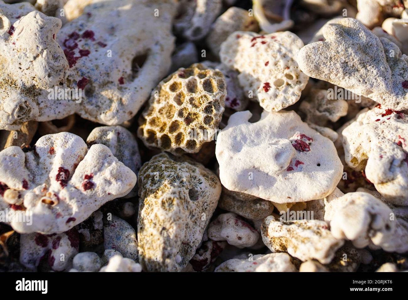 Problèmes environnementaux et corail mort. Changement climatique, hausse des températures de la mer, pollution et concept touristique. Fond de corail mort. Banque D'Images