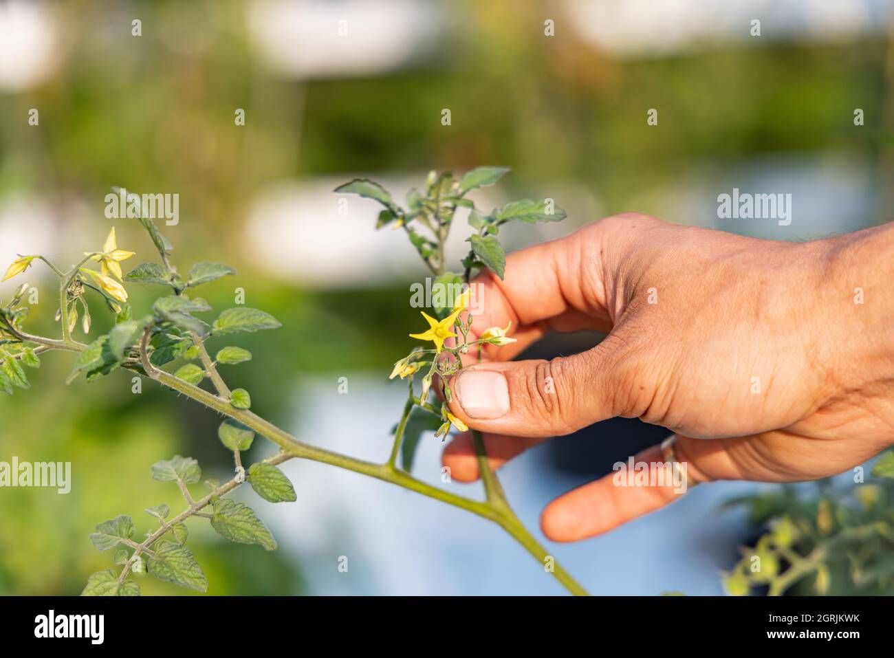 Une vue agrandie d'une main tenant une petite fleur jaune qui fleurit sur une branche mince de la plante, dans un jardin à la maison par une journée ensoleillée Banque D'Images