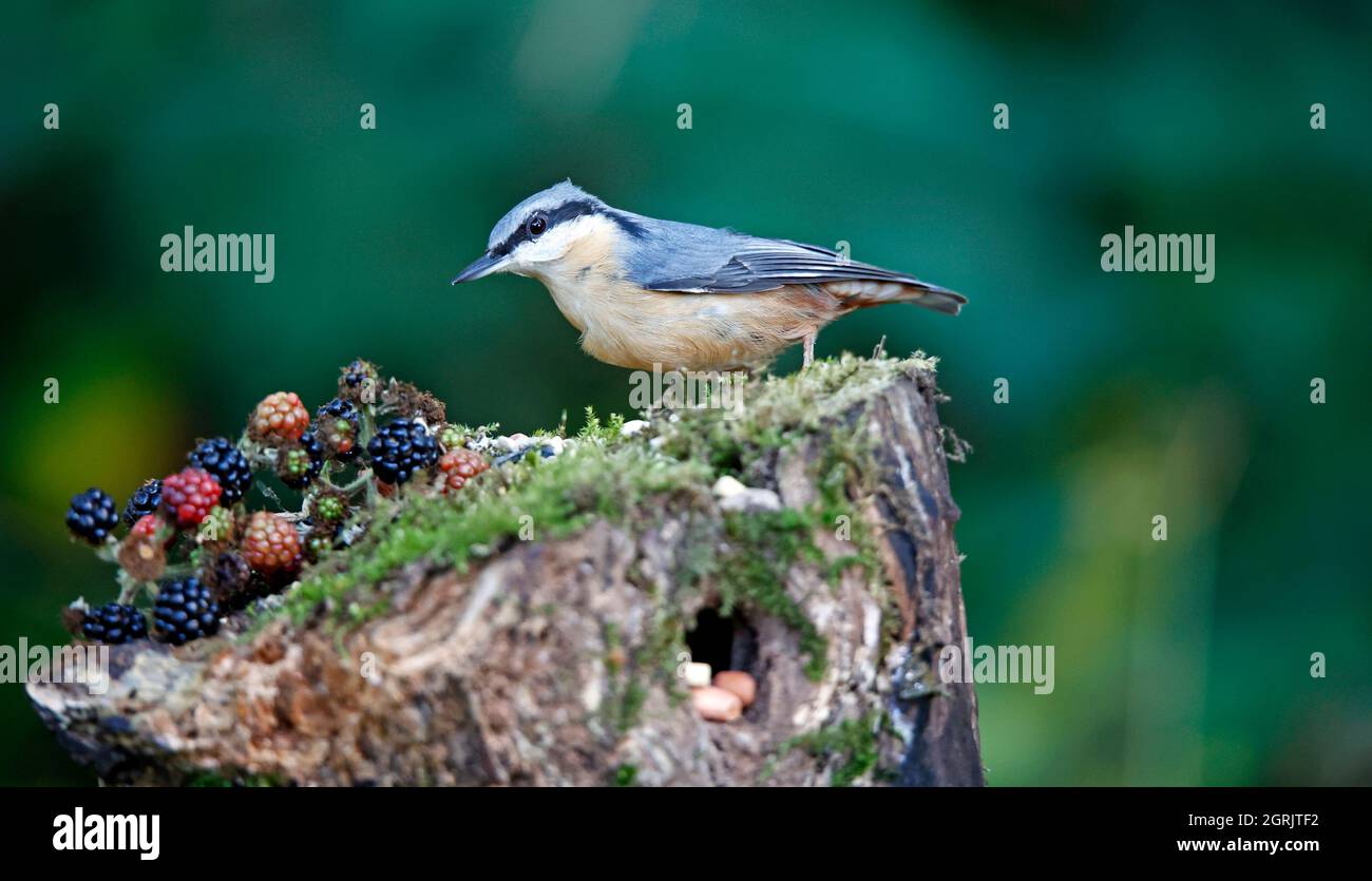 Nuthatch à la recherche de nourriture dans une clairière de bois Banque D'Images