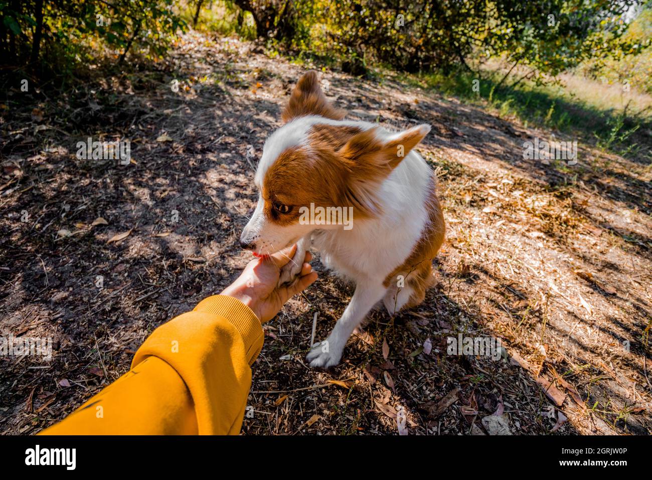 La main humaine tient la patte d'un chien. Aide et amour pour les animaux. Banque D'Images