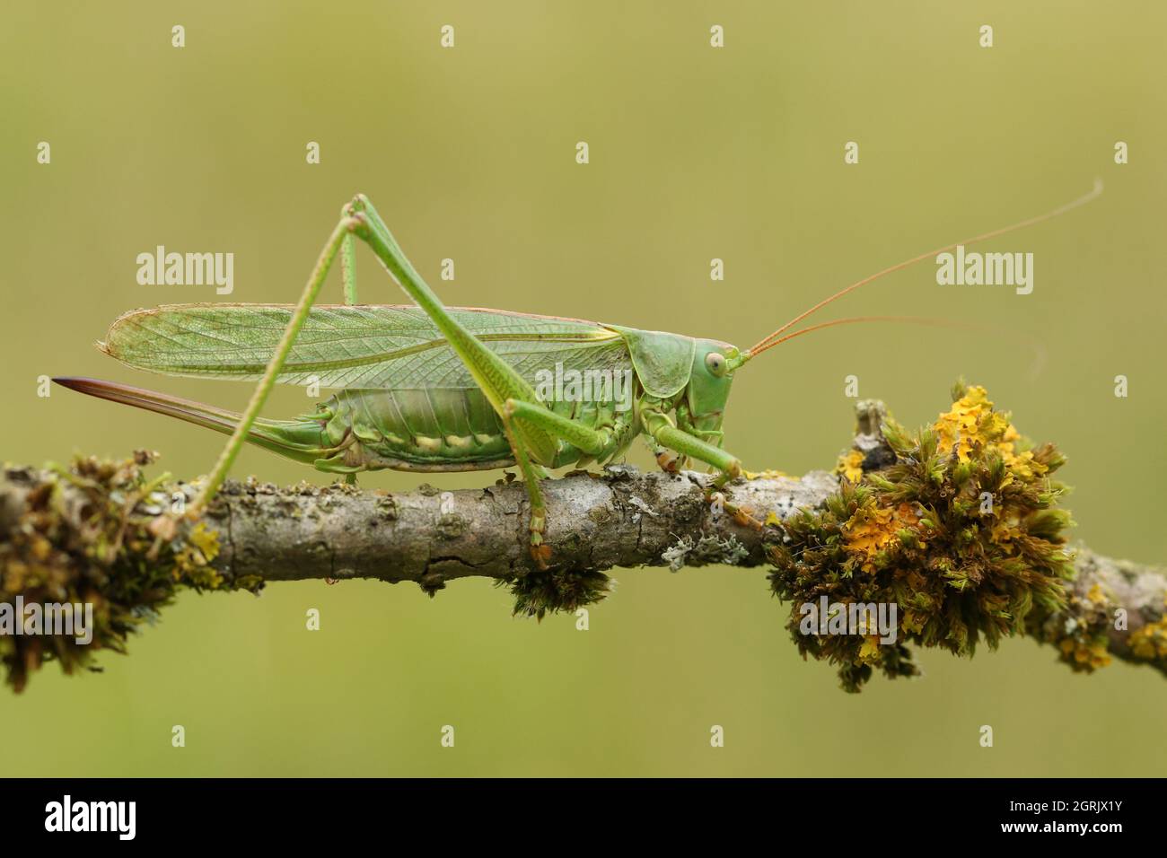 Un rare Grand cricket vert de Bush, Tettigonia viridissima, reposant sur une branche. Banque D'Images