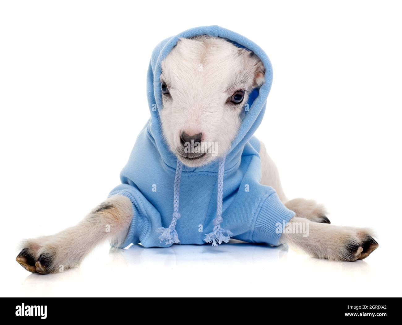 Portrait de l'agneau dans des vêtements pour animaux assis sur fond blanc Banque D'Images