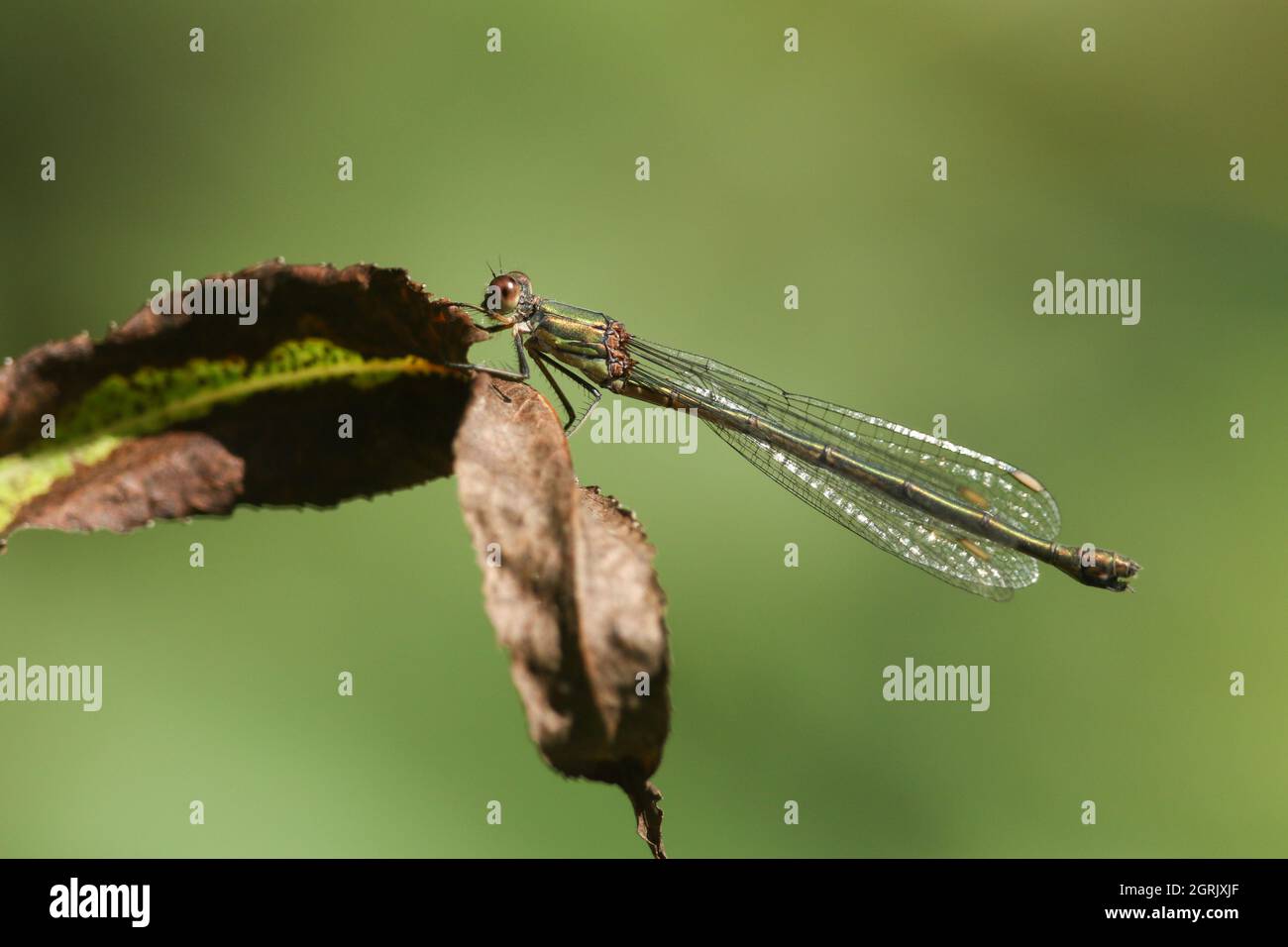 Une femelle de saule Emerald Damselfly, Chalcolestes viridis, perçant sur une feuille. Banque D'Images