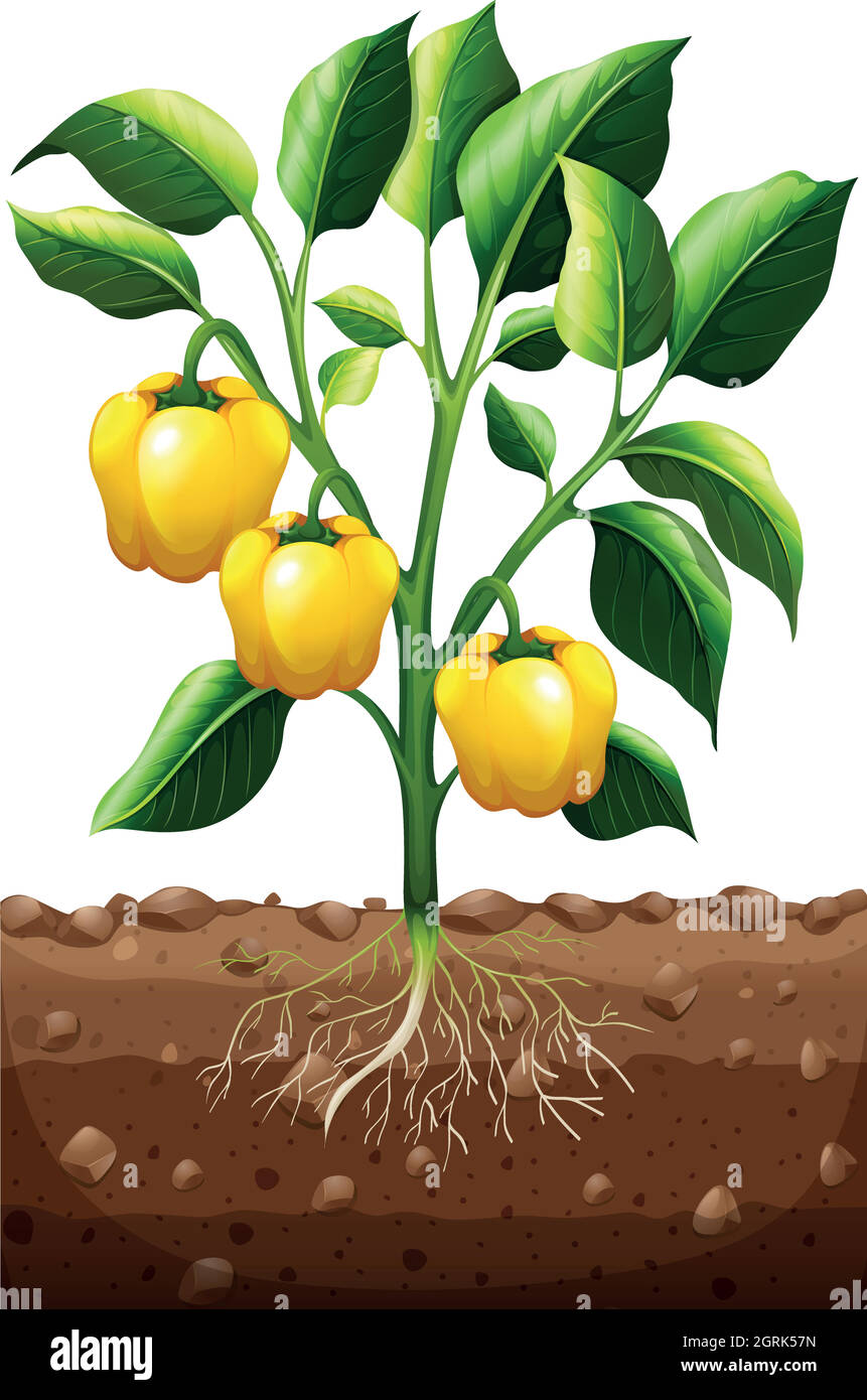 Poivrons frais sur la plante Illustration de Vecteur