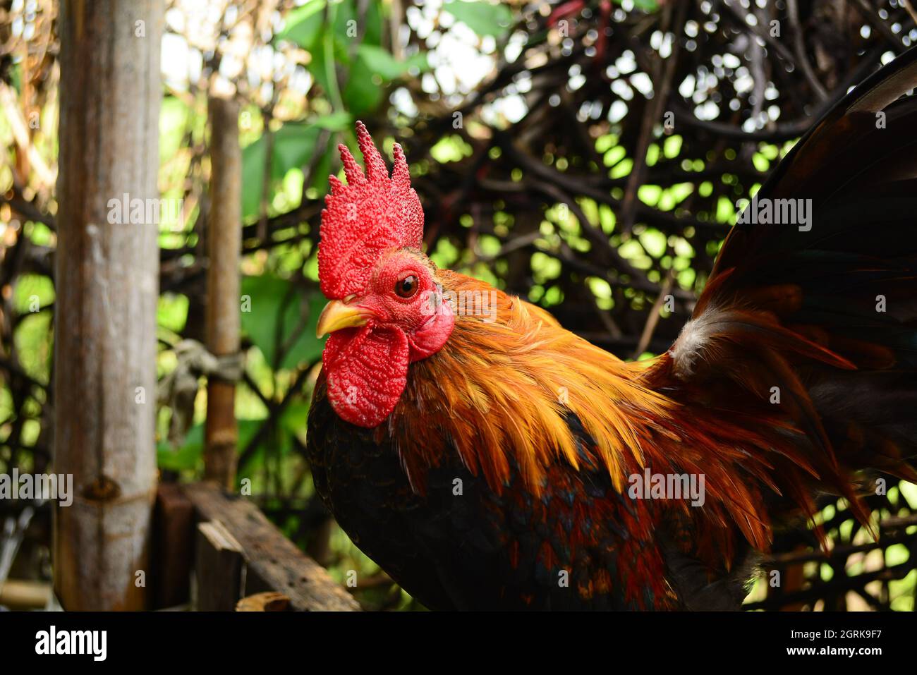 Magnifique poulet nain à la ferme Banque D'Images