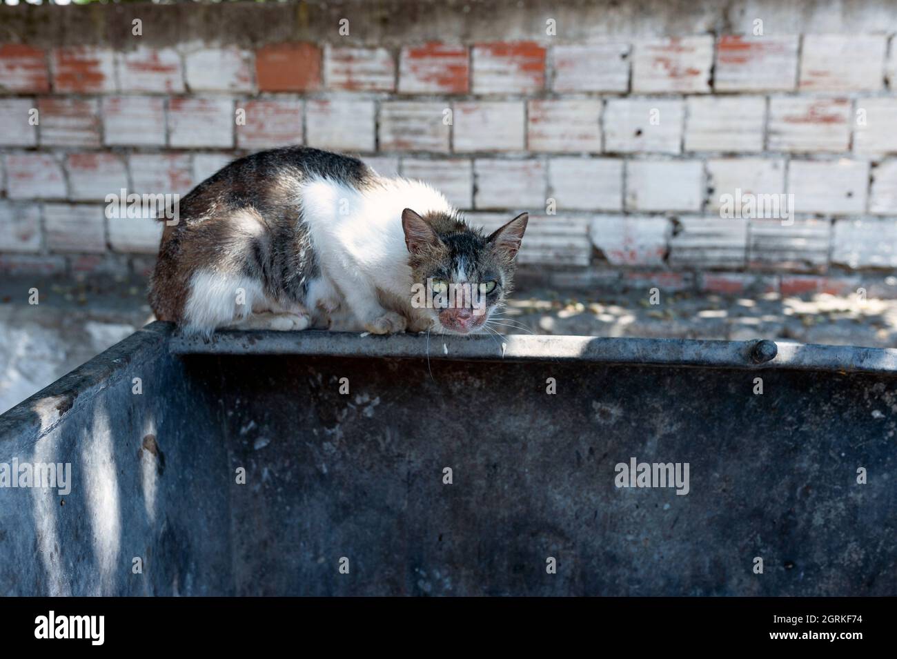 Vieux Chat Chat Malade Chat Errant Photo Stock Alamy