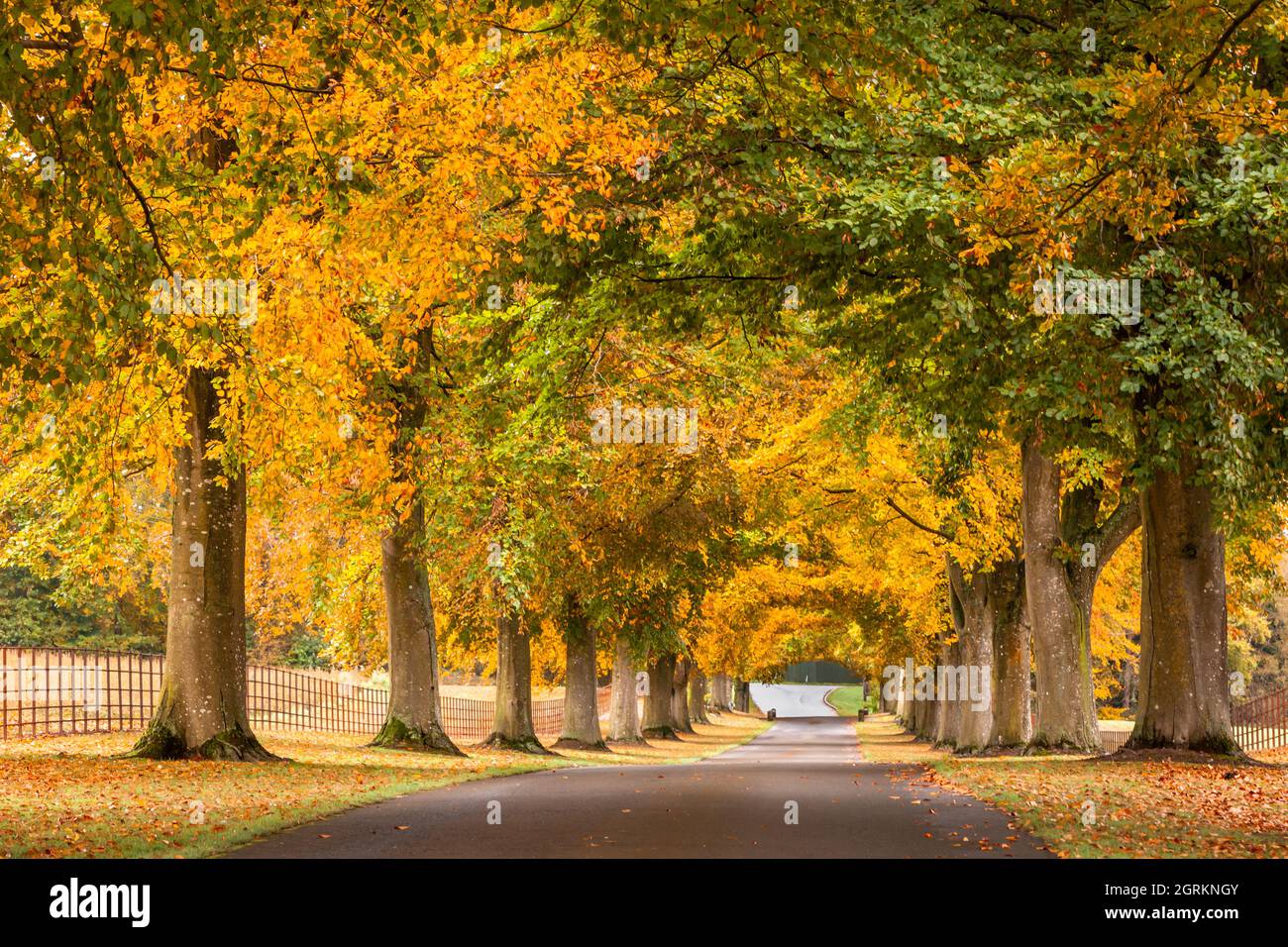 Avenue d'arbres dans la couleur du début de l'automne Banque D'Images