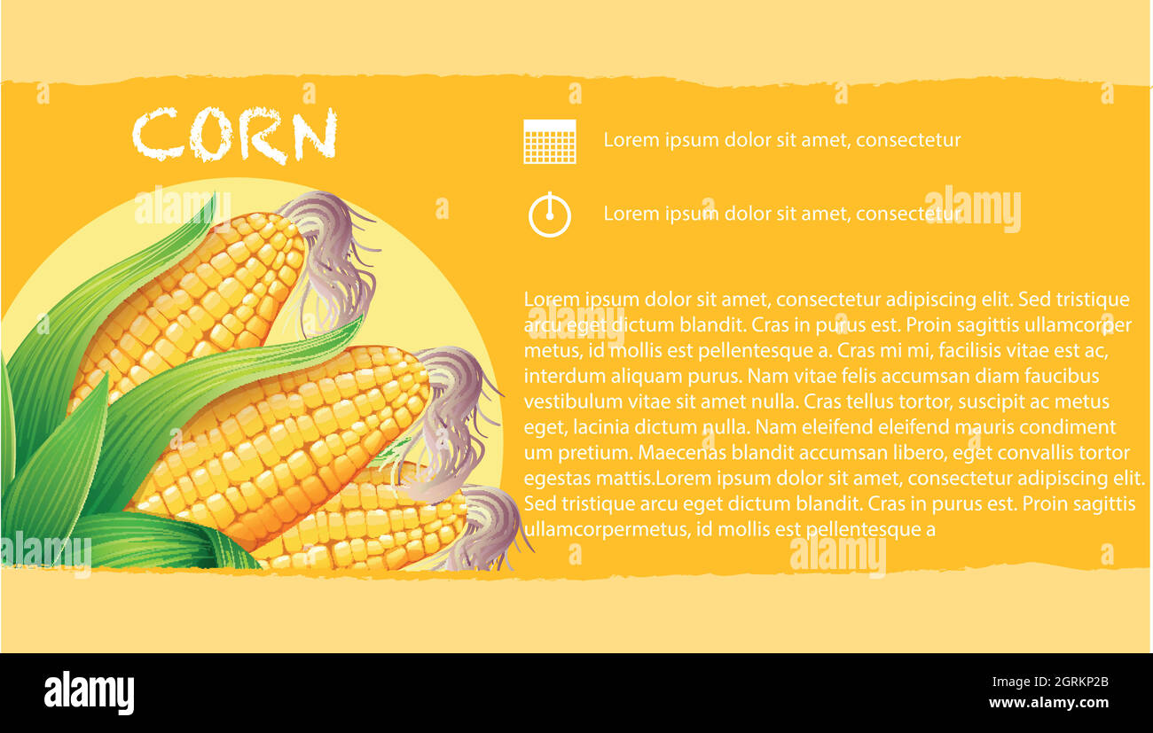 Infographie avec le maïs en épis Illustration de Vecteur