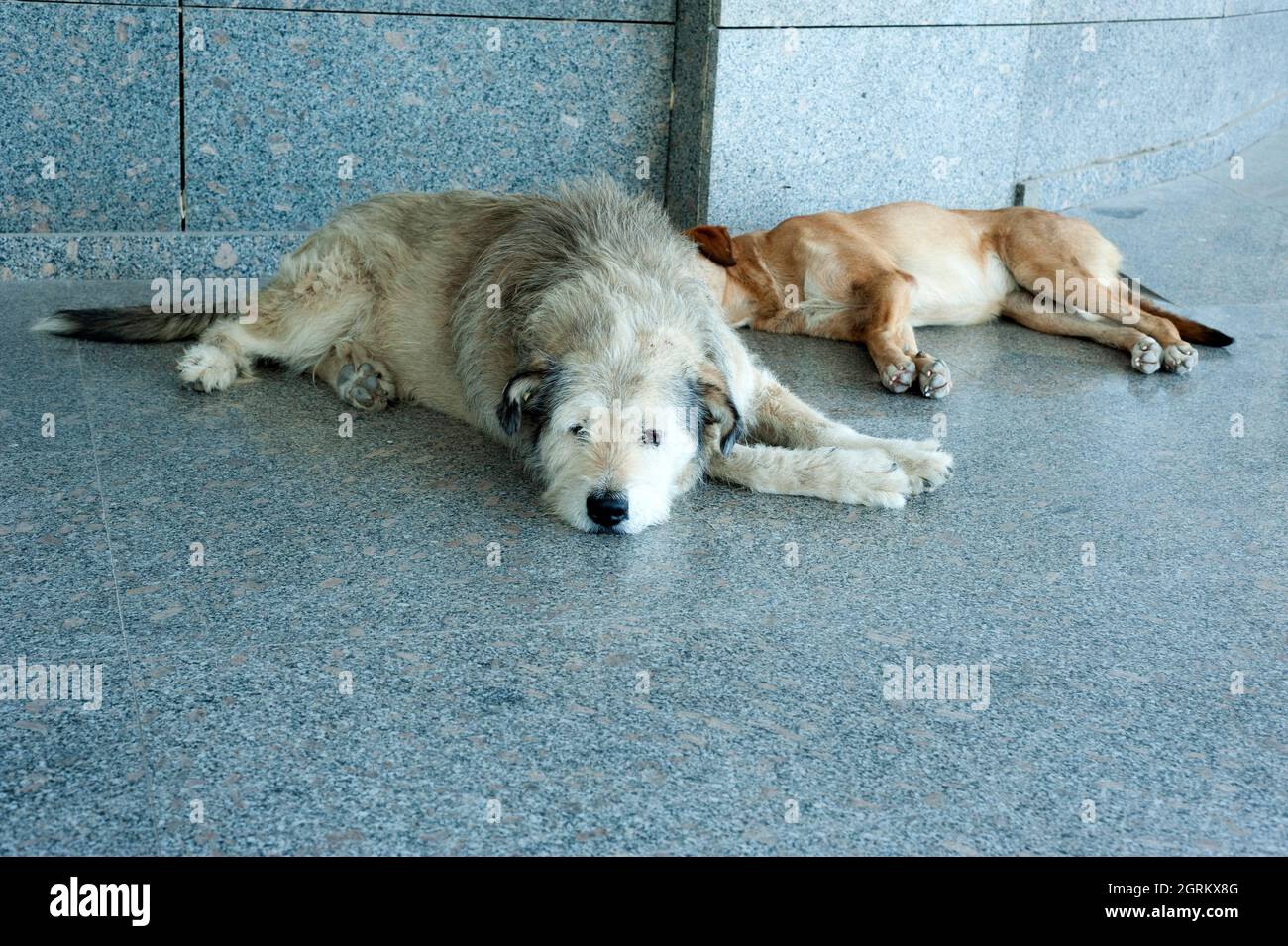 Chien errant. Banque D'Images