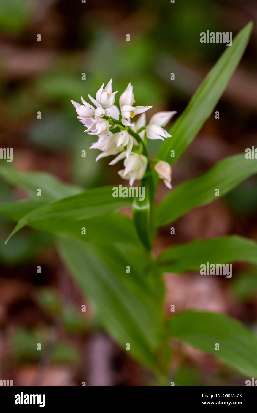 Cephalanthera longifolia fleur dans le champ, gros plan Banque D'Images