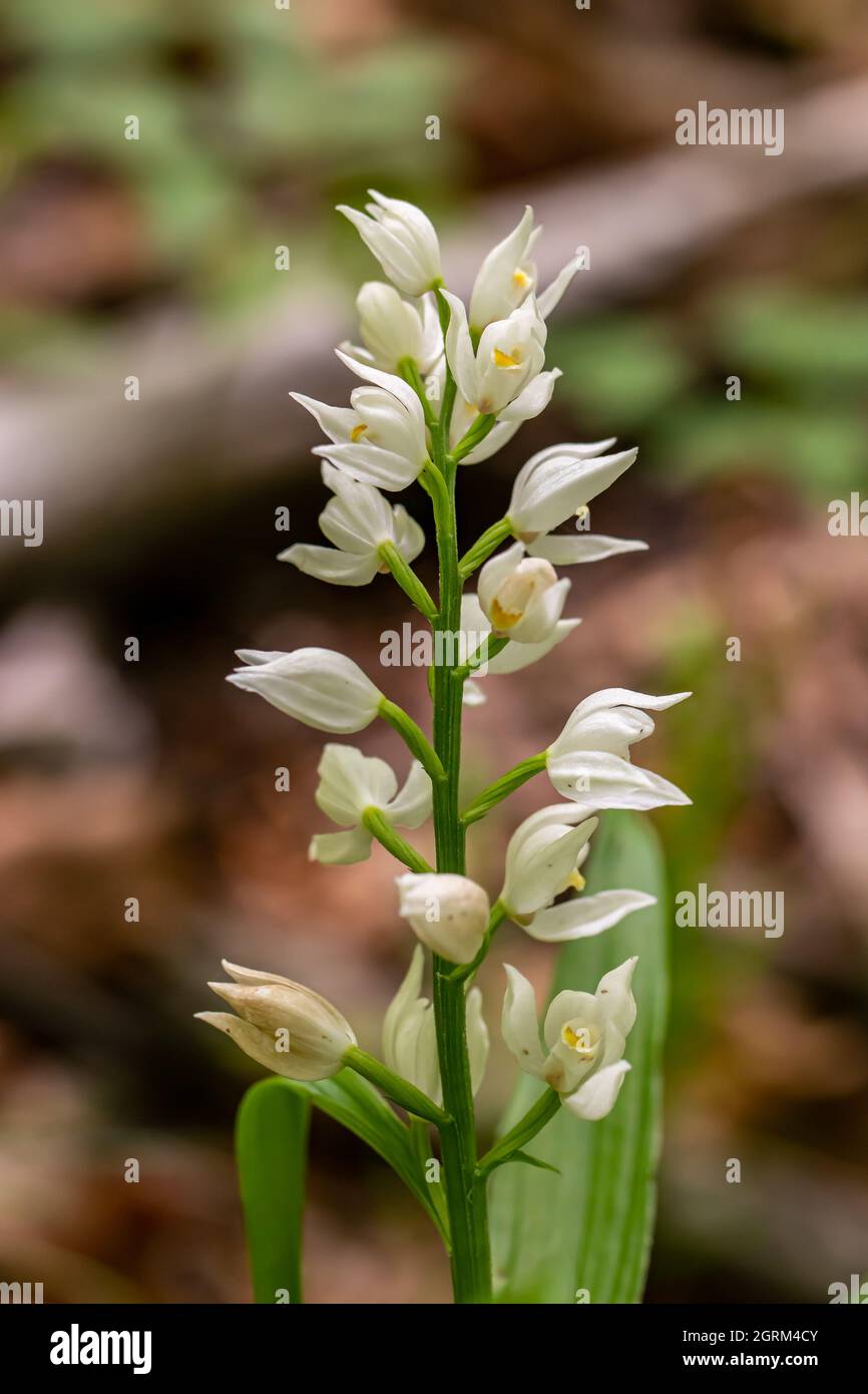Cephalanthera longifolia fleur dans le champ Banque D'Images