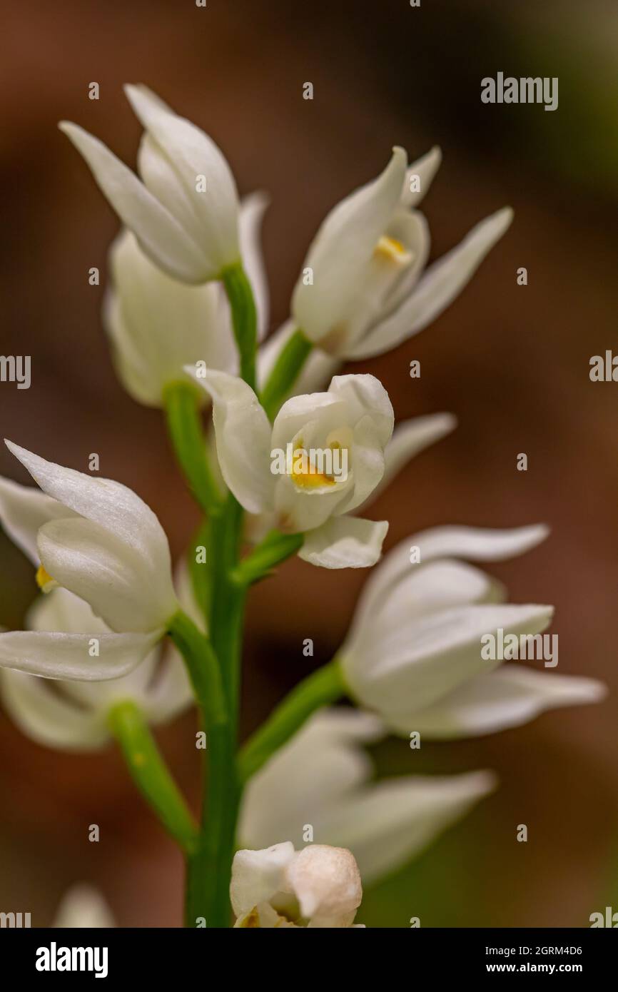 Cephalanthera longifolia fleurs croissant dans le champ Banque D'Images