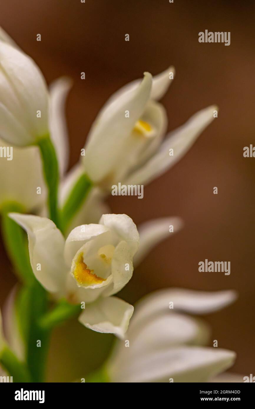 Cephalanthera longifolia fleur en croissance dans le champ, macro Banque D'Images