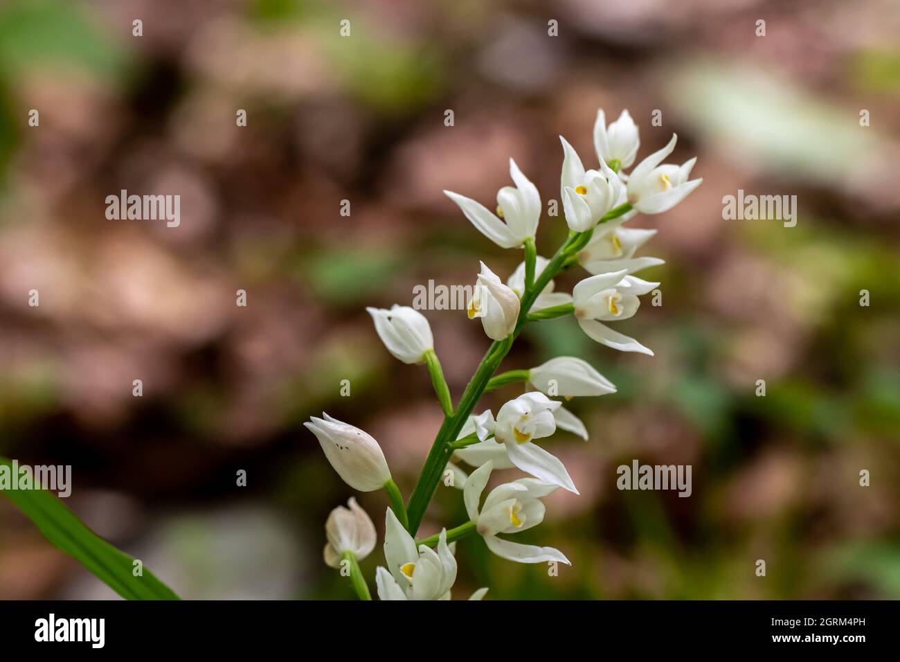 Cephalanthera longifolia fleur en croissance dans le champ, gros plan Banque D'Images