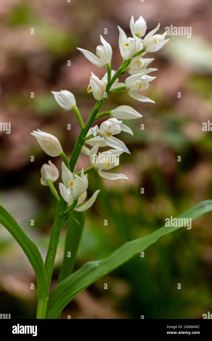 Cephalanthera longifolia fleur en croissance dans le champ, pousse gros plan Banque D'Images
