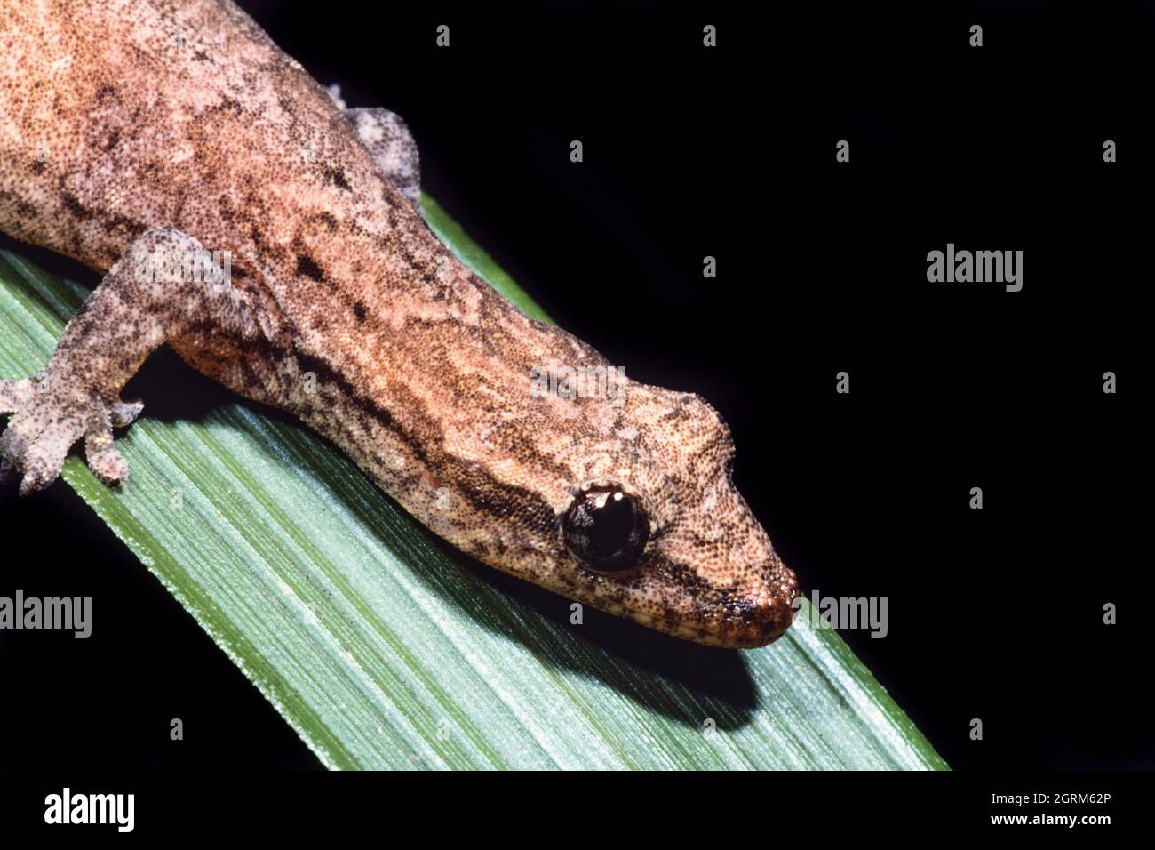 Détail des yeux d'un Gecko Mourning, Lepidodactylus lugubris, au Panama. Notez la plupart du temps dilaté élève éliptique Banque D'Images