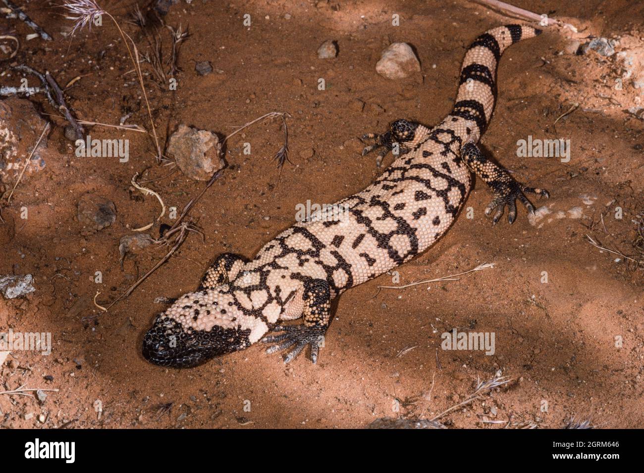 Le monstre de Gila, Heloderma suspectum, une espèce de lézard venimeux originaire du sud-ouest des États-Unis et du nord-ouest du Mexique. Banque D'Images