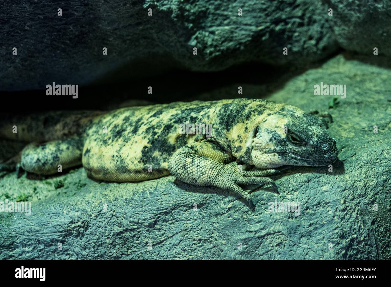 Le San Esteban Chuckwallala, Sauromalus varius, est la plus grande espèce de chuckwallara et est endémique à l'île de San Esteban, au Mexique. Banque D'Images