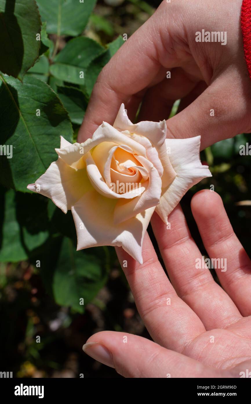 Mains tenant une rose chinoise sur l'arbuste Banque D'Images