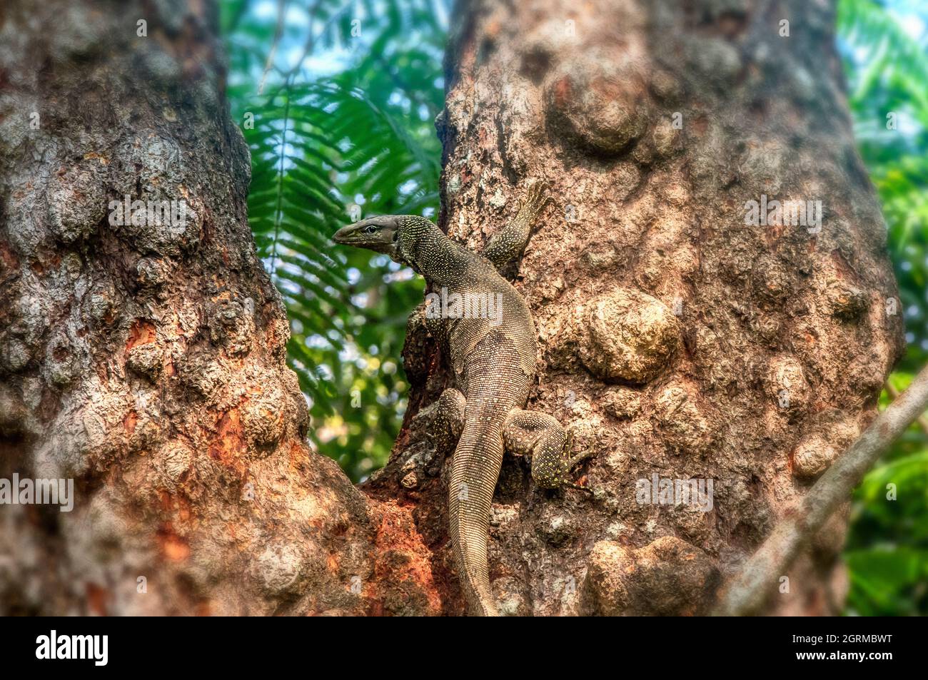 Contrôle de l'eau d'Asie (Varanus salvator) Banque D'Images