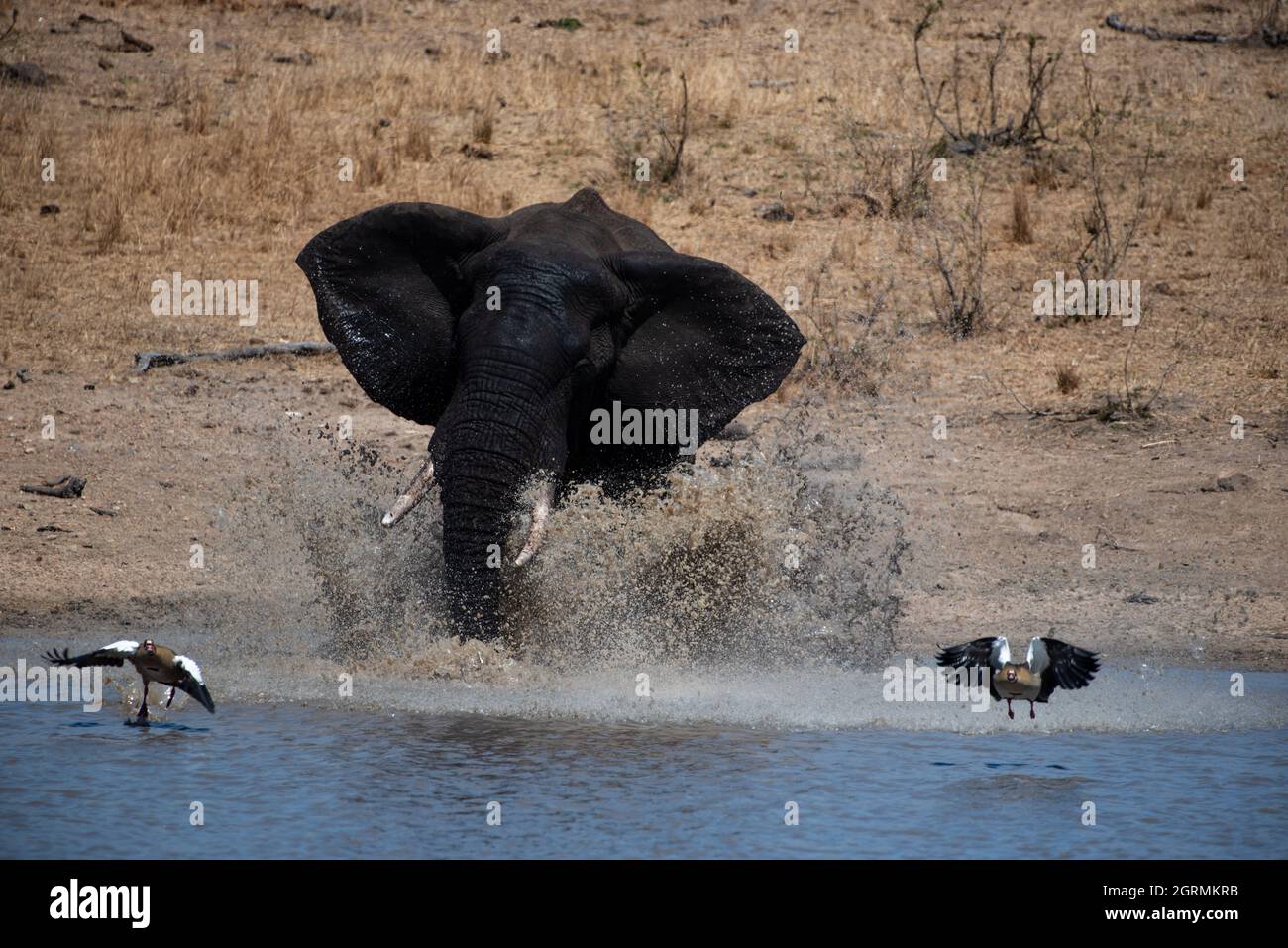 Un taureau d'éléphant pourchassant une paire d'oies égyptiennes à travers un barrage Banque D'Images