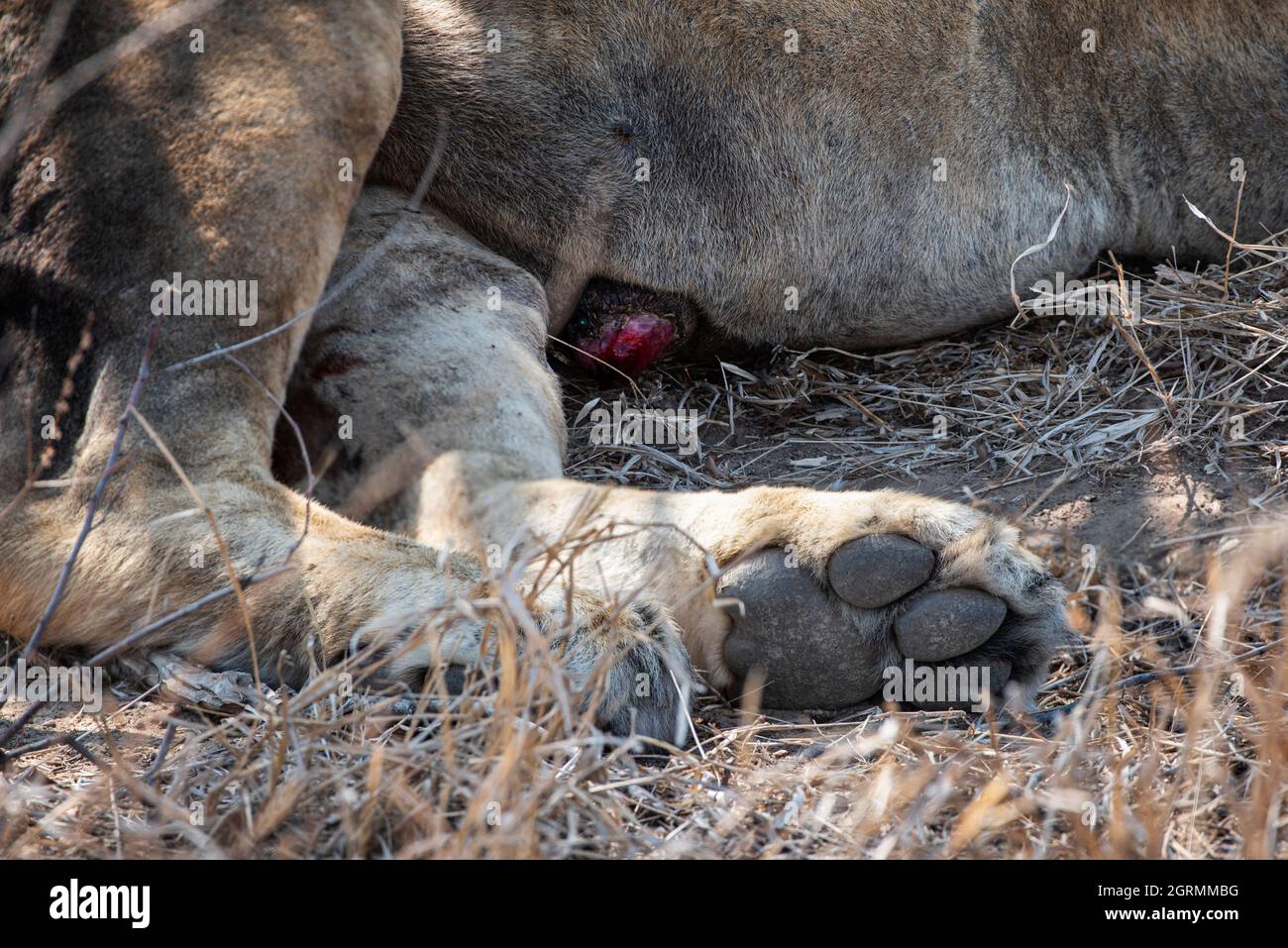 Gros plan de la patte d'un lion mâle et d'une blessure sur son ventre Banque D'Images